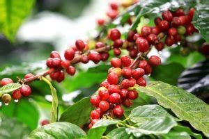 sapal ng kape in english|kapa in English .